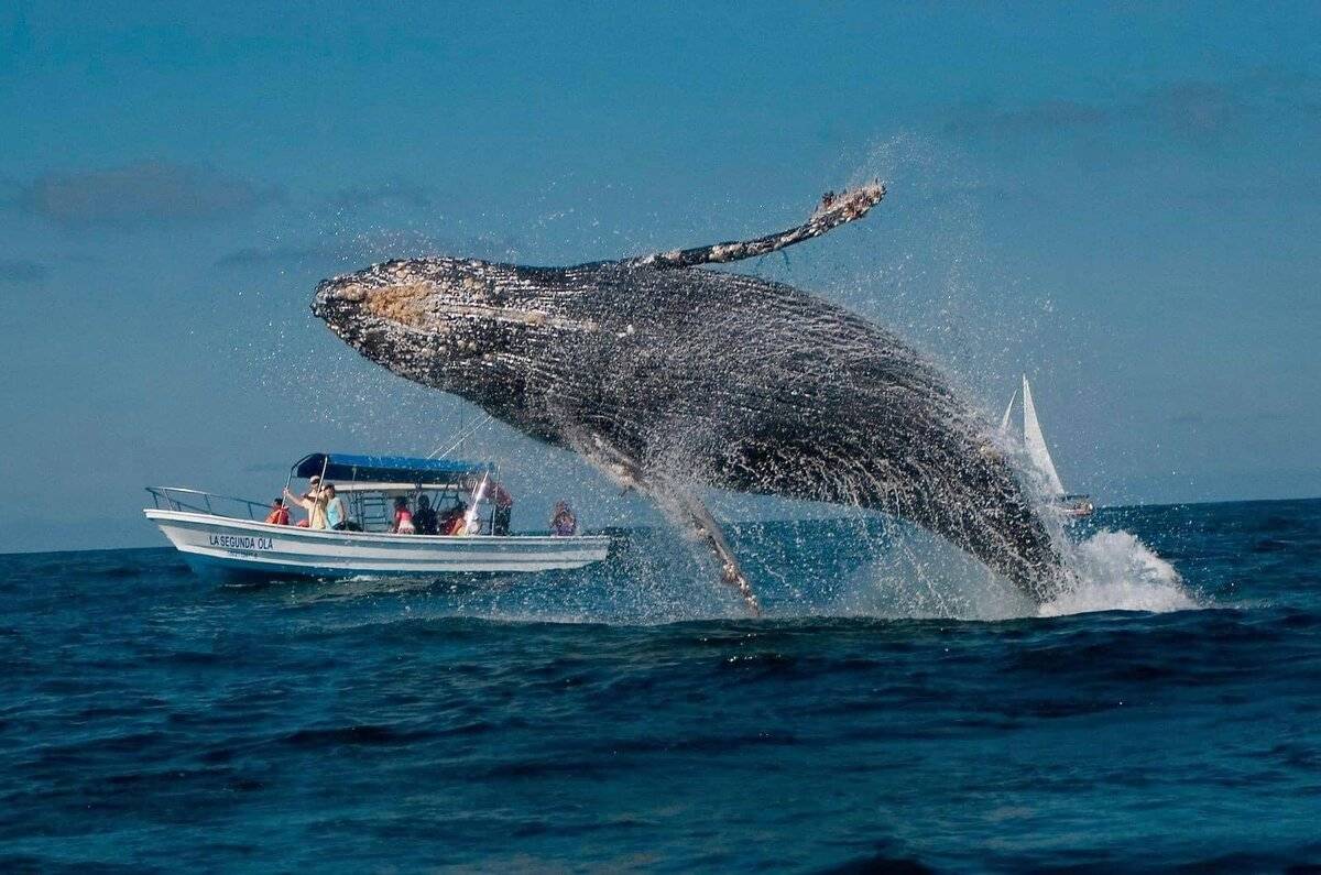 Ballenas